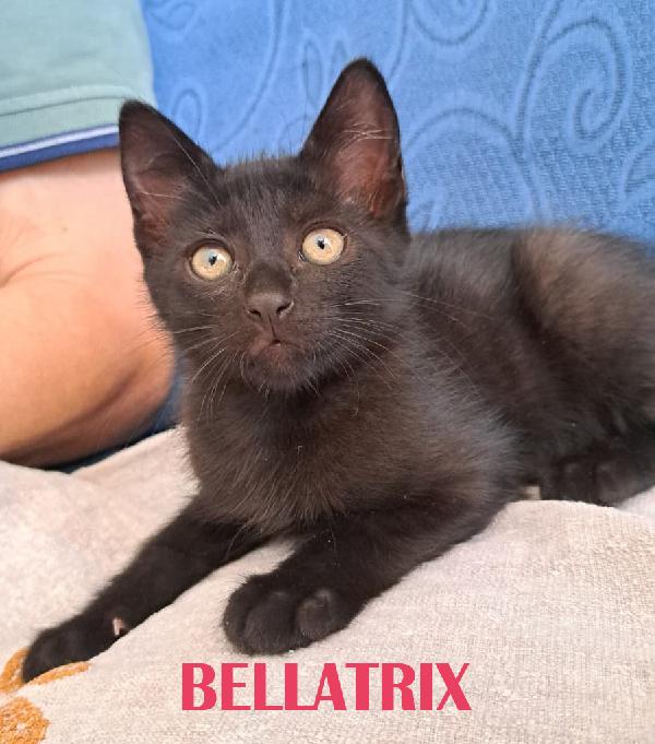 Narcissa, Bellatrix, Andromeda Foto 2